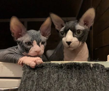 JRS Birthday Suit Sphynx