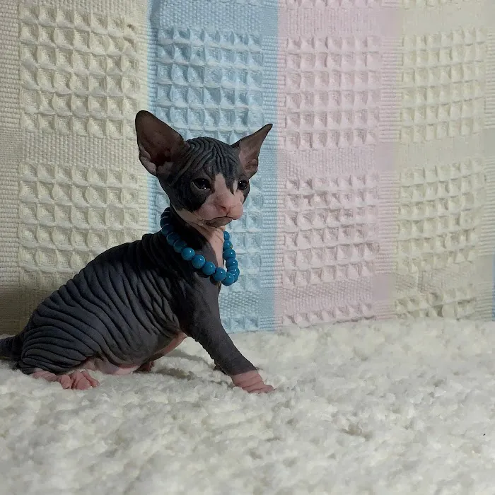 JRS Birthday Suit Sphynx Picture 4