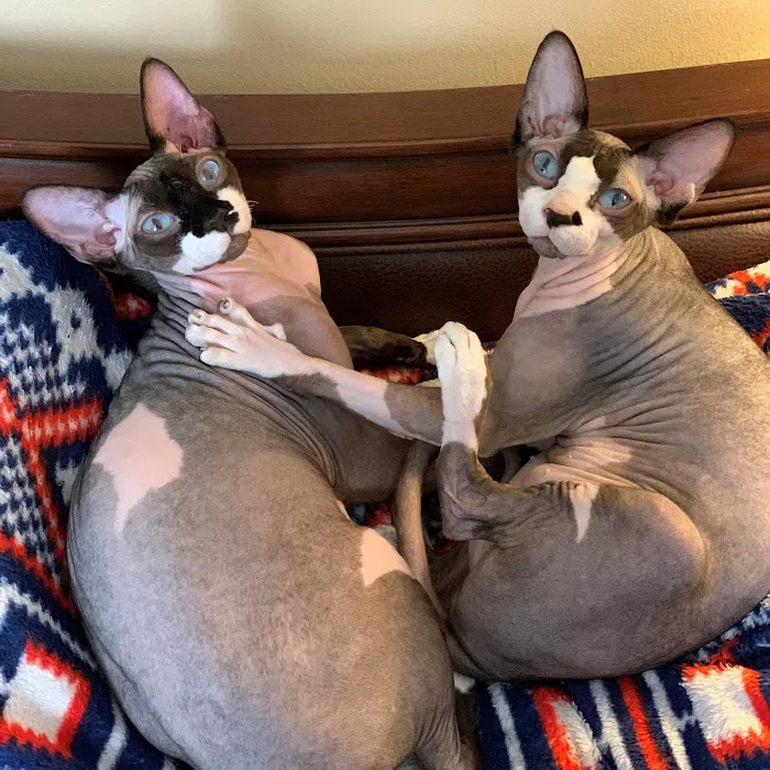 JRS Birthday Suit Sphynx Picture 5