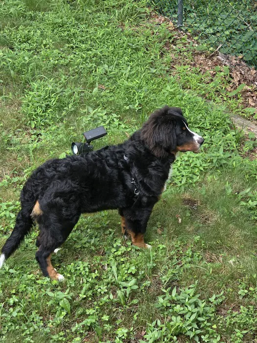 Precious Paws Pet Food & Supplies LLC Picture 10