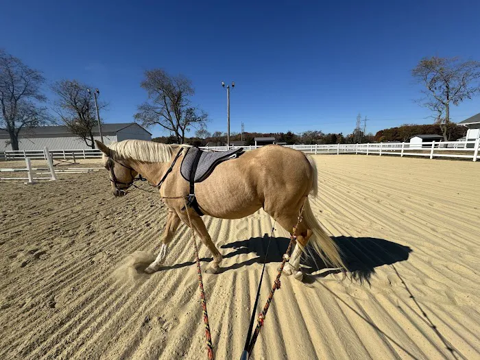 Walnridge Equine Clinic Picture 3