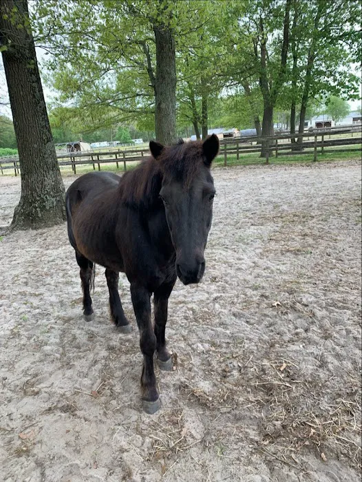 Walnridge Equine Clinic Picture 1