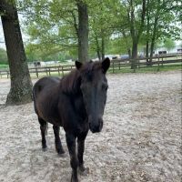 Walnridge Equine Clinic ico