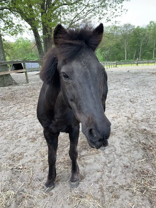 Walnridge Equine Clinic Picture 6