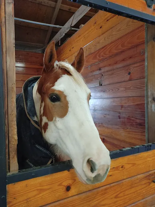 Walnridge Equine Clinic Picture 5