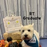 PetCure Oncology Robbinsville - Advanced Cancer Treatments for Cats & Dogs