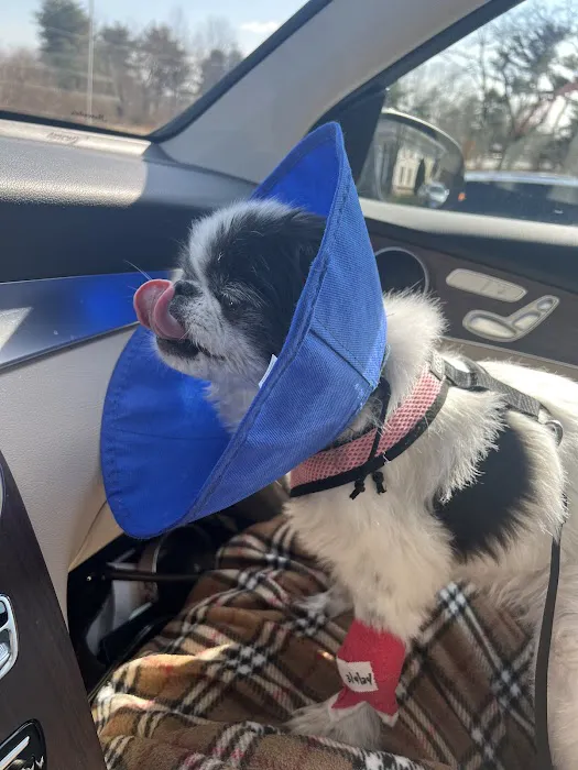 PetCure Oncology Robbinsville - Advanced Cancer Treatments for Cats & Dogs Picture 6