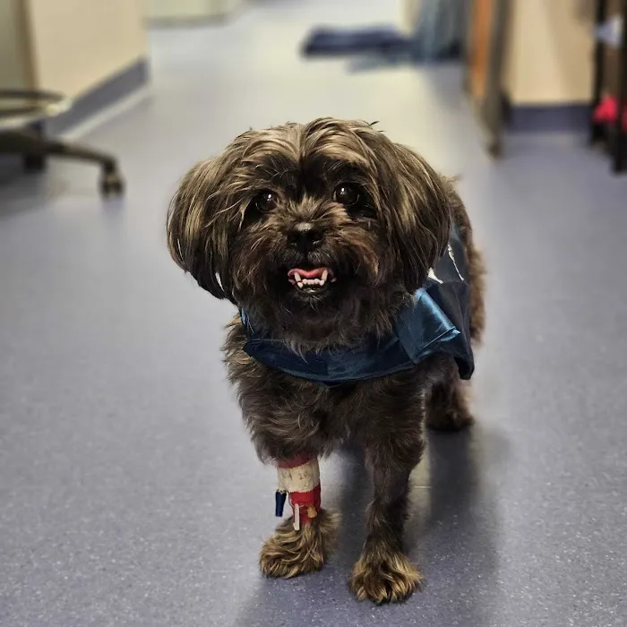 PetCure Oncology Robbinsville - Advanced Cancer Treatments for Cats & Dogs Picture 4