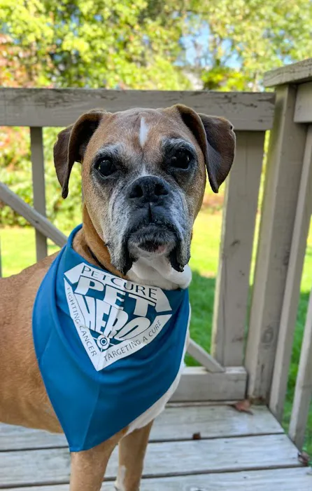 PetCure Oncology Robbinsville - Advanced Cancer Treatments for Cats & Dogs Picture 8