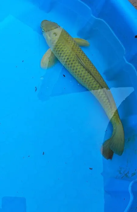 For The Love Of Koi Picture 3