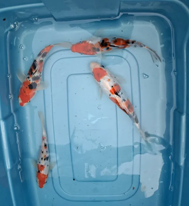 For The Love Of Koi Picture 2