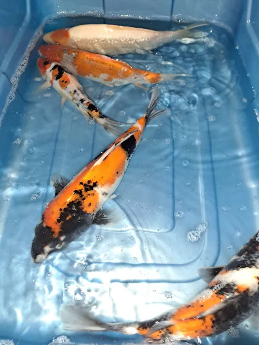 For The Love Of Koi Picture 4