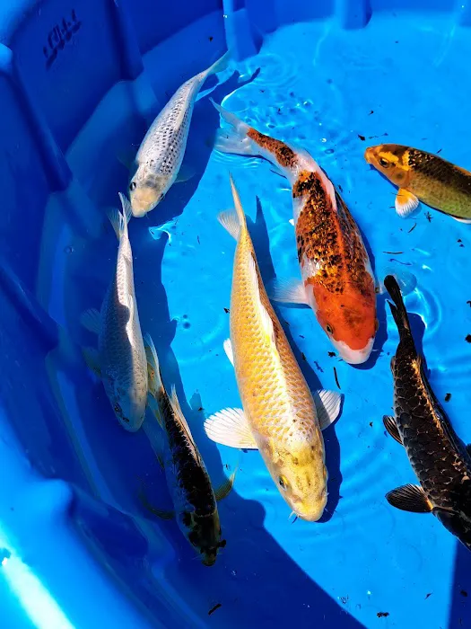 For The Love Of Koi Picture 9