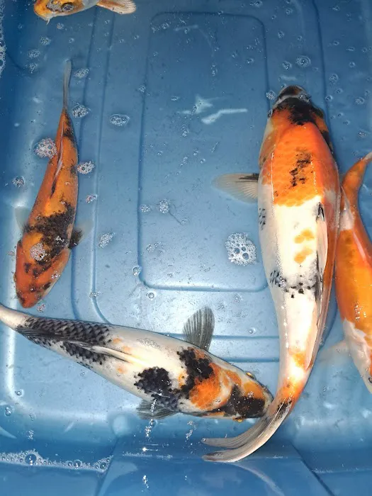 For The Love Of Koi Picture 8