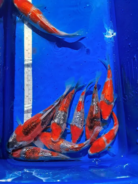 For The Love Of Koi Picture 10