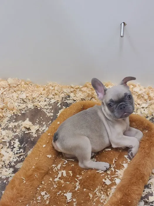 The Puppy Burrow Picture 7