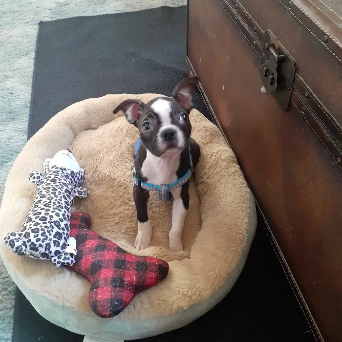 The Puppy Burrow Picture 9