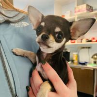 Robbinsville Veterinary Clinic: Swiderski Edward VMD ico