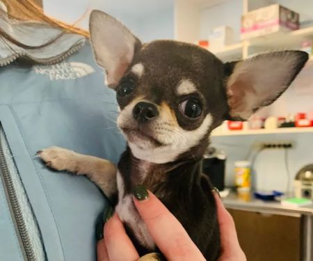 Robbinsville Veterinary Clinic: Swiderski Edward VMD