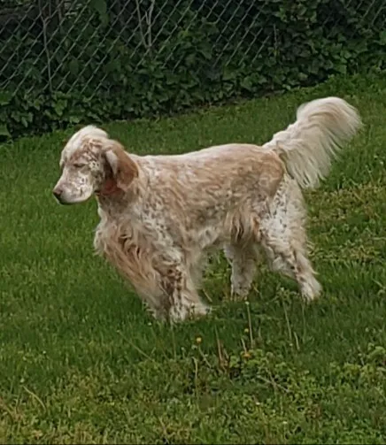 Robbinsville Veterinary Clinic: Swiderski Edward VMD Picture 4