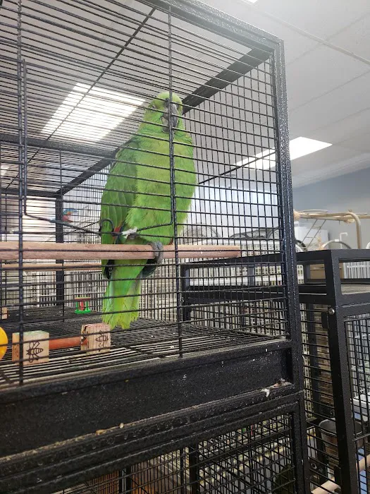 Bird Mania Picture 5