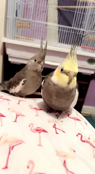 Bird Mania Picture 3