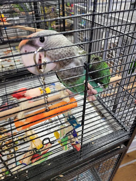 Bird Mania Picture 2
