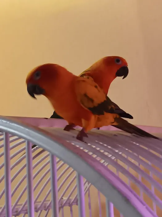 Bird Mania Picture 4