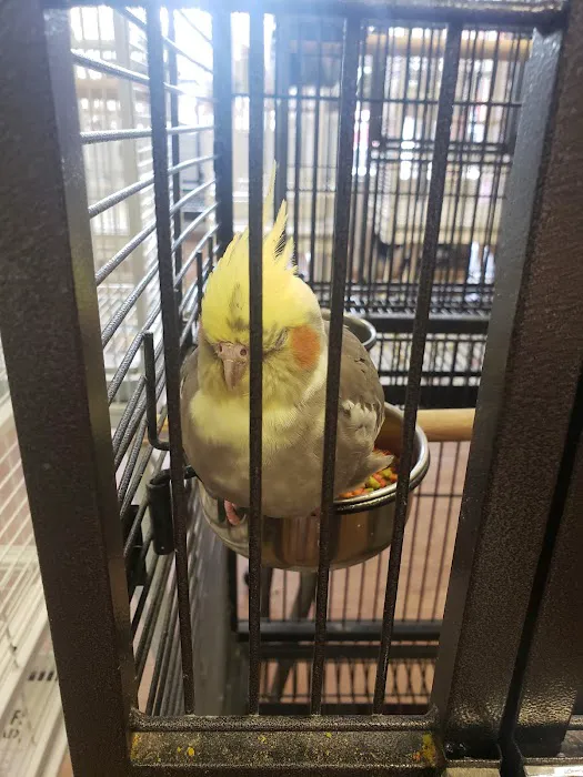 Bird Mania Picture 9