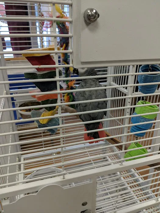 Bird Mania Picture 7