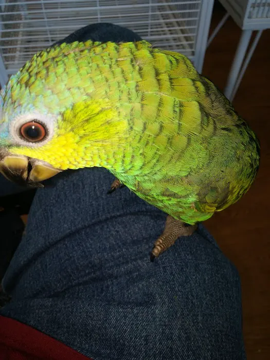 Bird Mania Picture 8