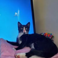 Petco ico