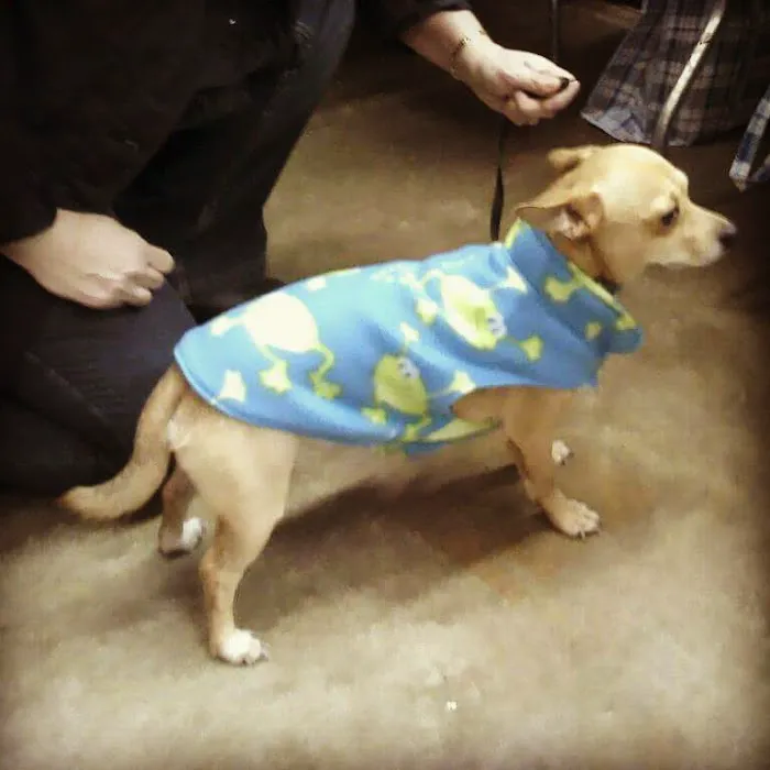 King's Canine Cookies Picture 2