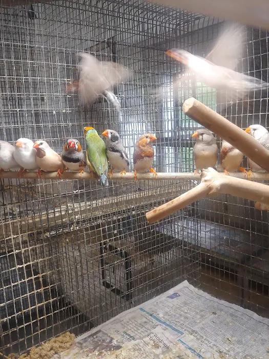 Stewarts bird farm Picture 3