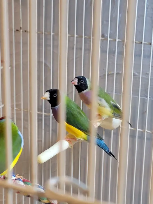 Stewarts bird farm Picture 4