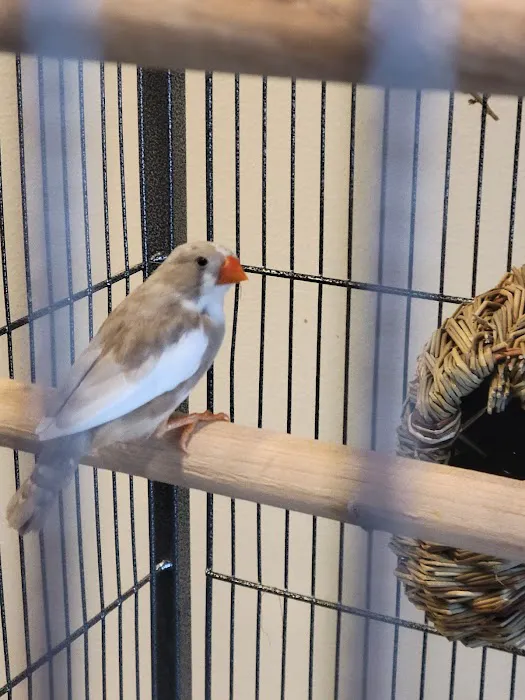 Stewarts bird farm Picture 10
