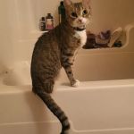 Mills Veterinary Care