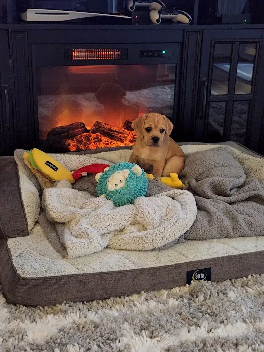 Playful Pets Picture 5