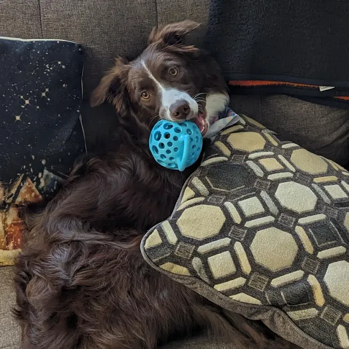 Petco Picture 4