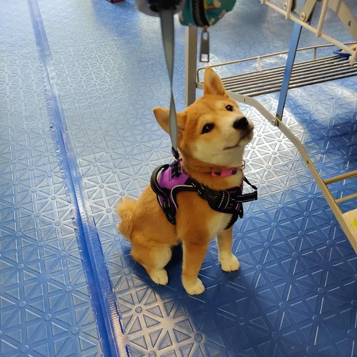 Ultimate Doggie Destination Picture 7