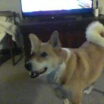 BJF Housecall Veterinarian