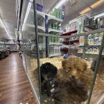 Robin Zimmers Pets