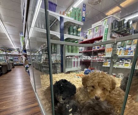 Robin Zimmers Pets