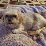 Sanatoga Animal Hospital, LLC