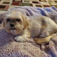 Sanatoga Animal Hospital, LLC ico