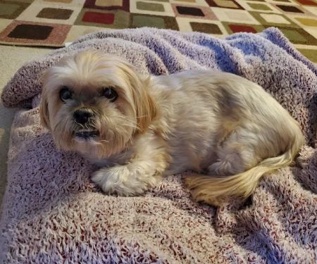 Sanatoga Animal Hospital, LLC