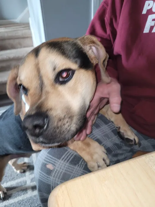 Sanatoga Animal Hospital, LLC Picture 5