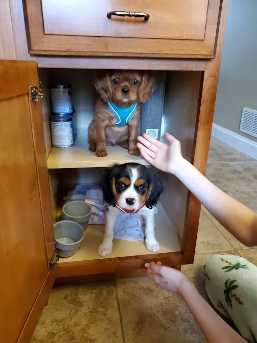 Sanatoga Animal Hospital, LLC Picture 6