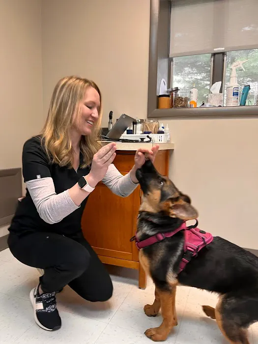 MainStreetVet.net Picture 1