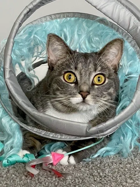 MainStreetVet.net Picture 8